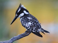 frieda 004 (4)  Pied Kingfisher - Frieda Prinsloo 2014 : frieda